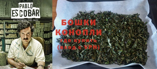 индика Ельня