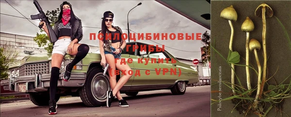 индика Ельня
