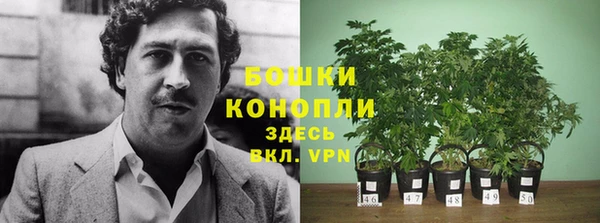 индика Ельня